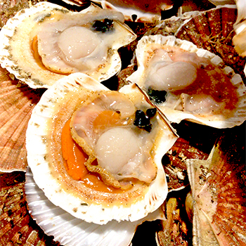 schelpdieren